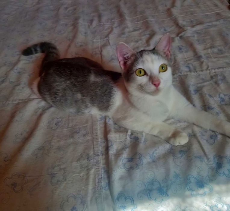 Отдам котенка девочка