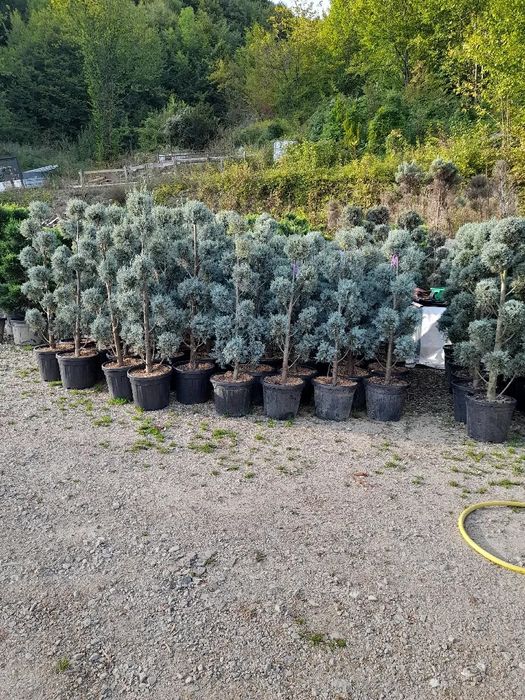 Brazi leilandi mesteacăn tei pawlonia