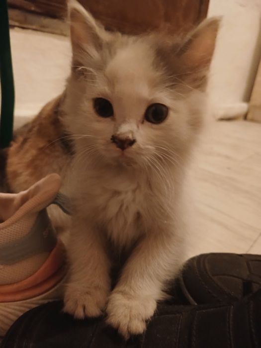 Кошка бесплатная