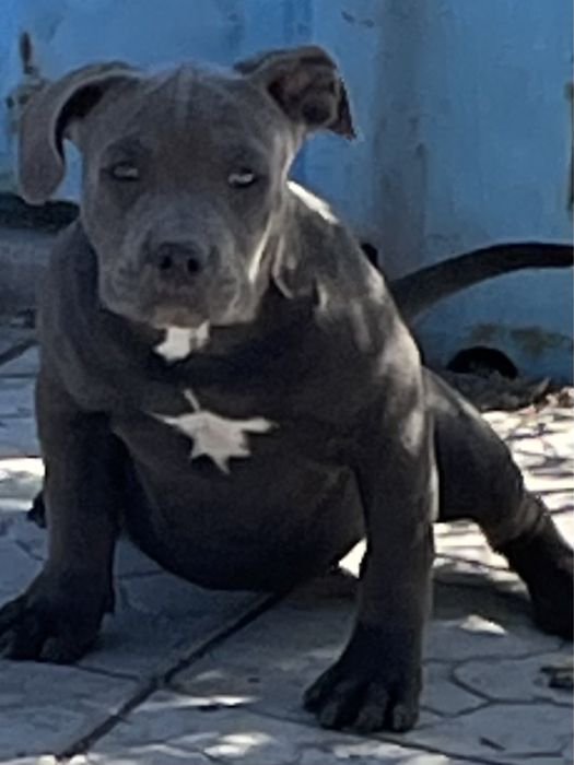 Продаю щенков американский булли