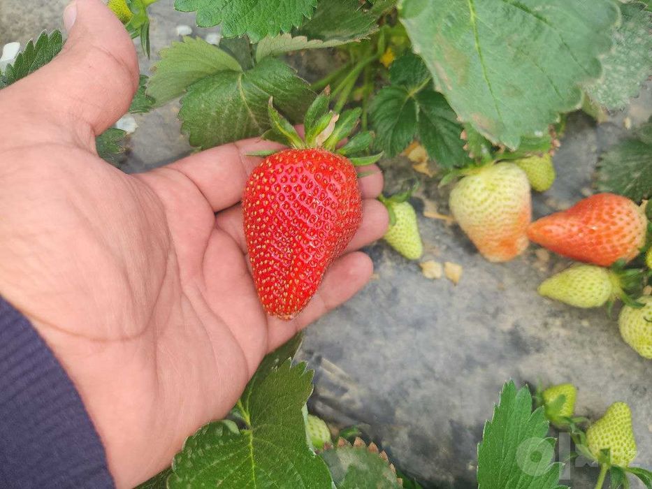 SHOSHILING Serxosil  MALGA VA ALBA navli qulibnay ko'chatlari