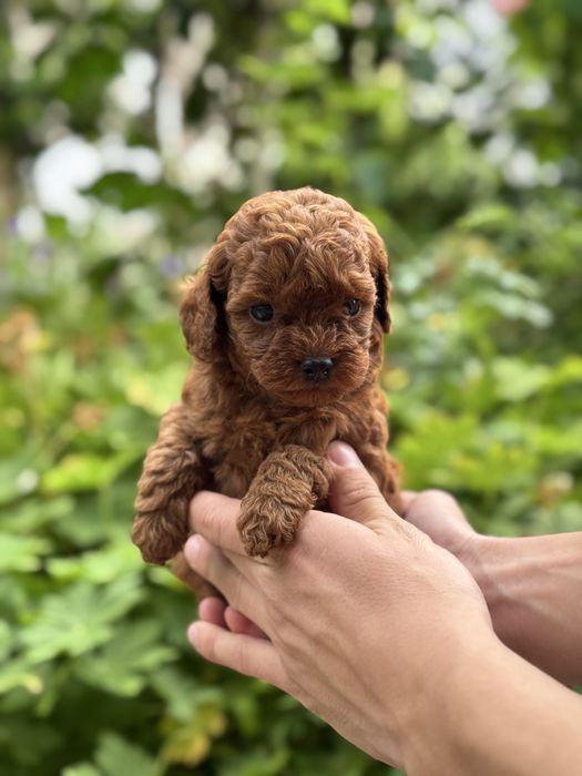 Той пудел Toy Poodle