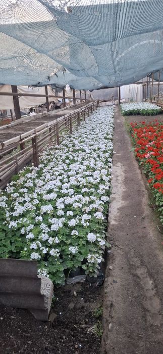 Geran gullari sotiladi