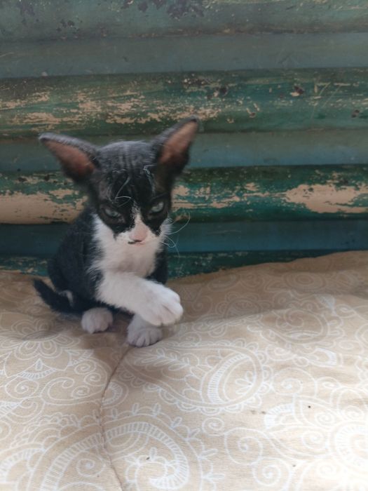 Сфинкс,котик(помесь)