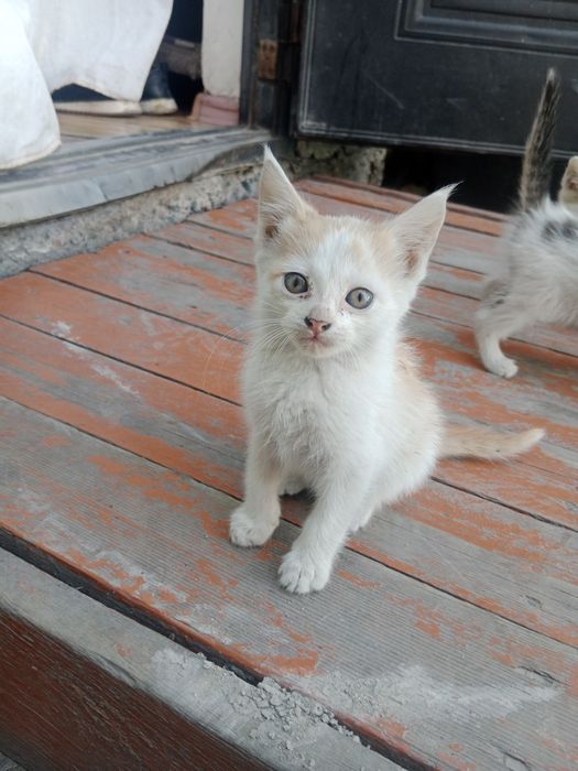 Отдам котят в хорошие руки