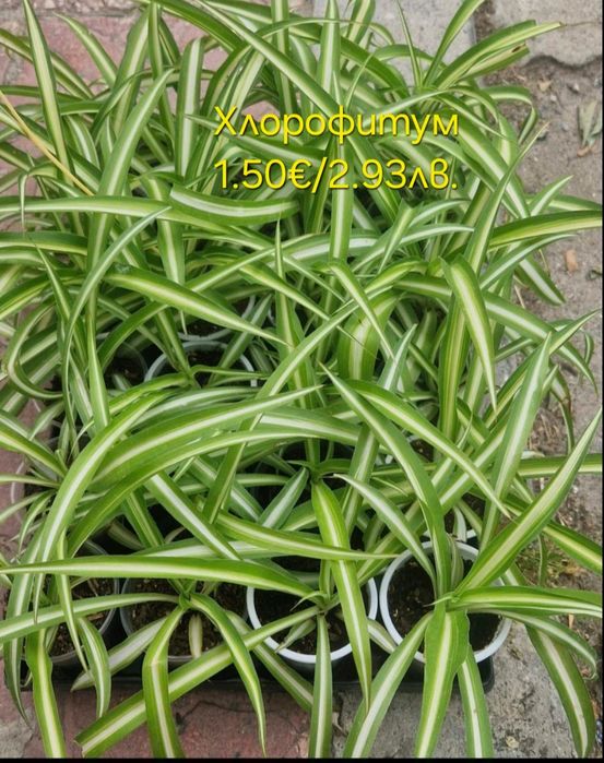 Стайни и градински растения на супер цени.