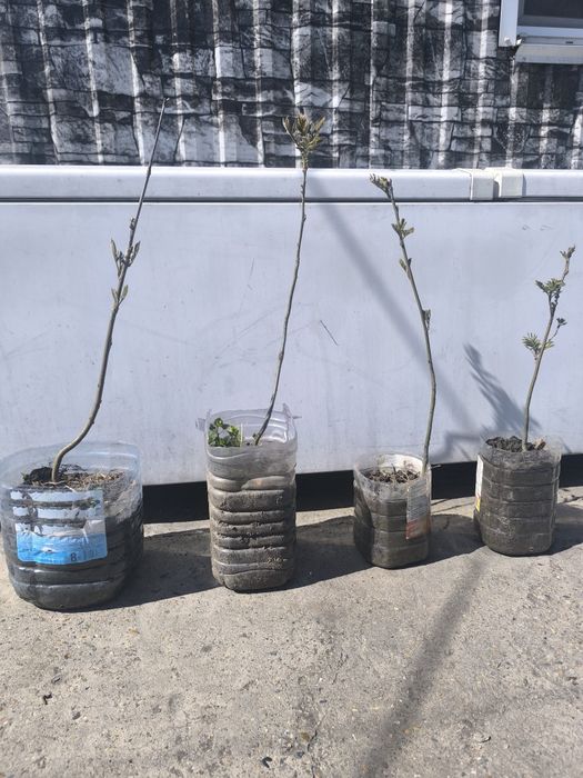 Продам саженцы рябины обыкновенной