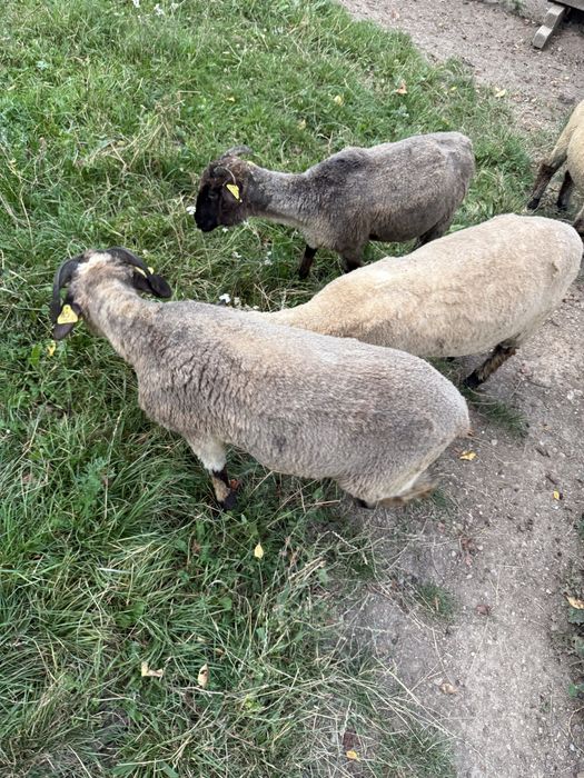 Miei de vânzare – fătați în primăvară