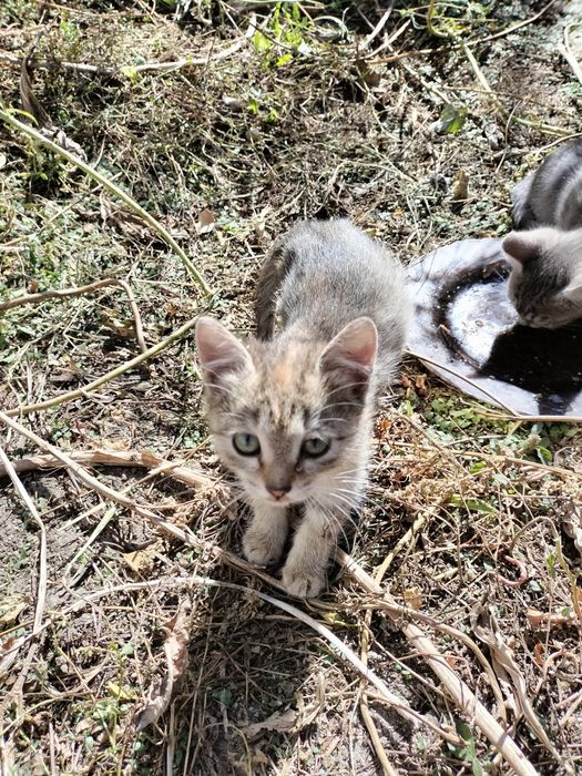 Хорошие котята ищат дом