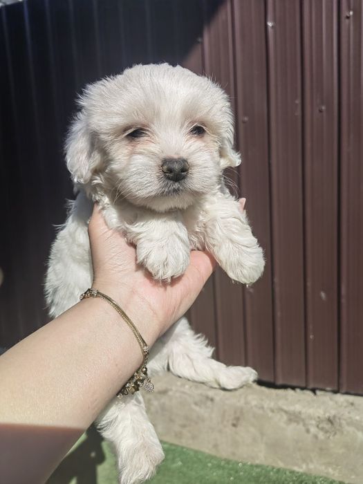 Mascul Bichon Maltez