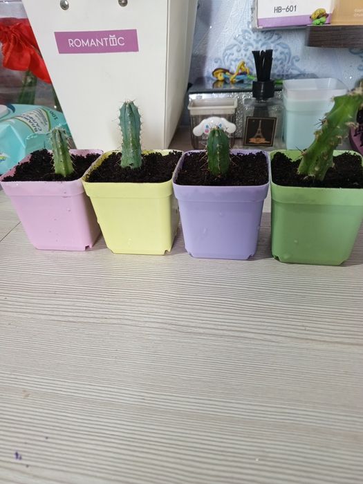 Мини-кактусы продам