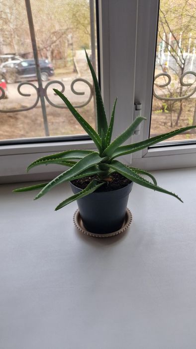 Продам комнатные цветы АЛОЭ