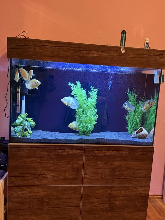 Aquarium / Аквариум / Akvarium