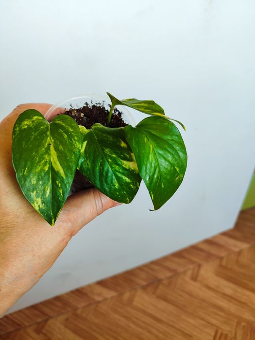 Продам комнатные цветы