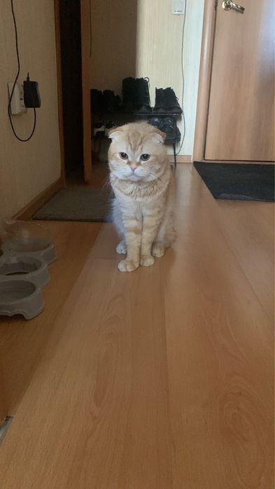 Кот продам кот продам