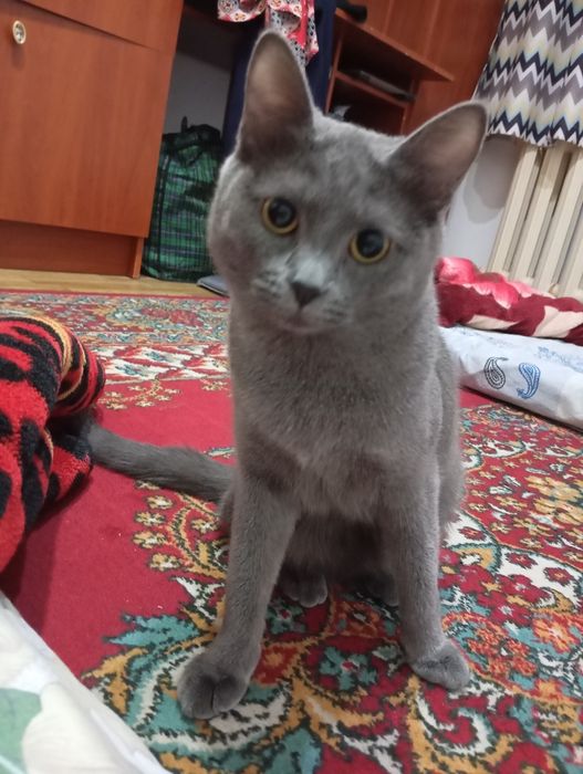 Кошечка 6мес Британка