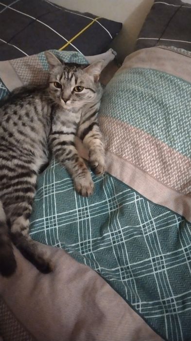 Пристраивается кошечка