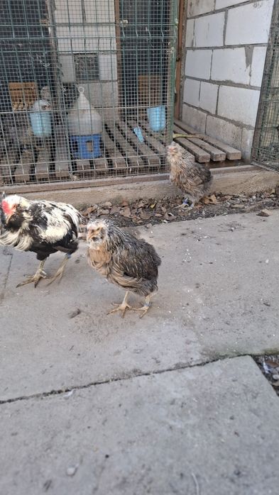 Gaini Araucana argintiu de   2+1