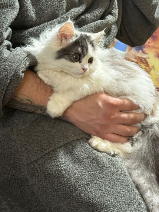 Отдам кота шатландец