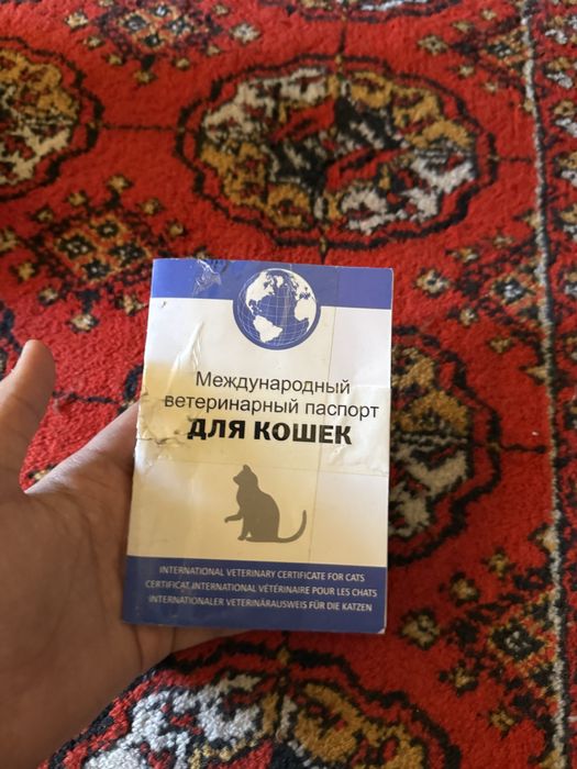 СРОЧНО:Skotish fold mushuk- золотистый таби/golden tabby-чистокровный