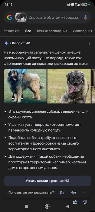 Отдам в добрые руки