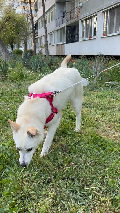 Търси дом! Здравейте, това е Айра