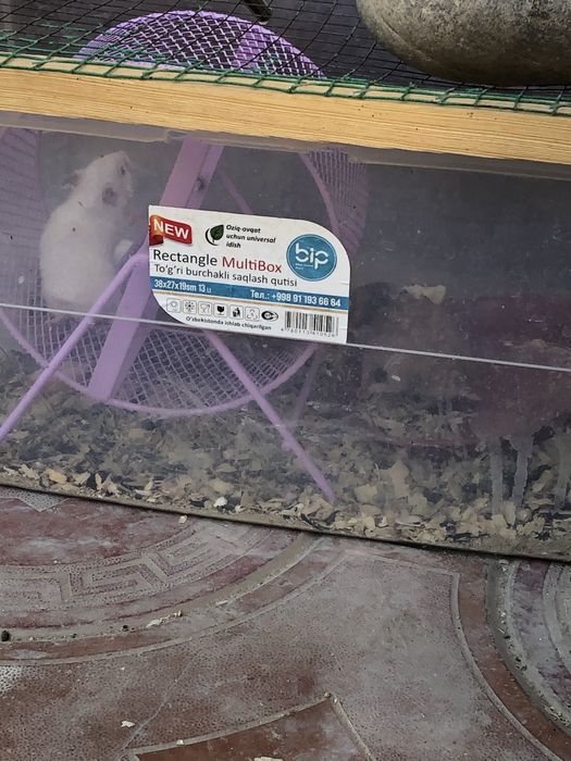 Srochna hamster hamyakla sotiladi