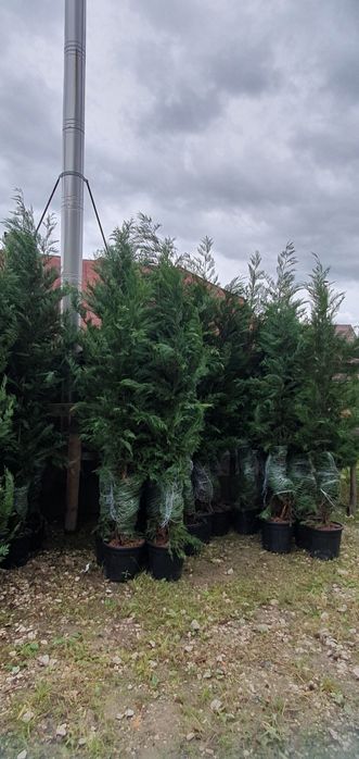 Mesteacăn Tei platani leylandi chiparos
