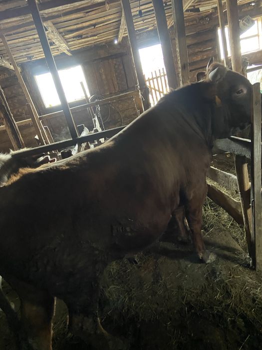 Продам бычков 5 голов