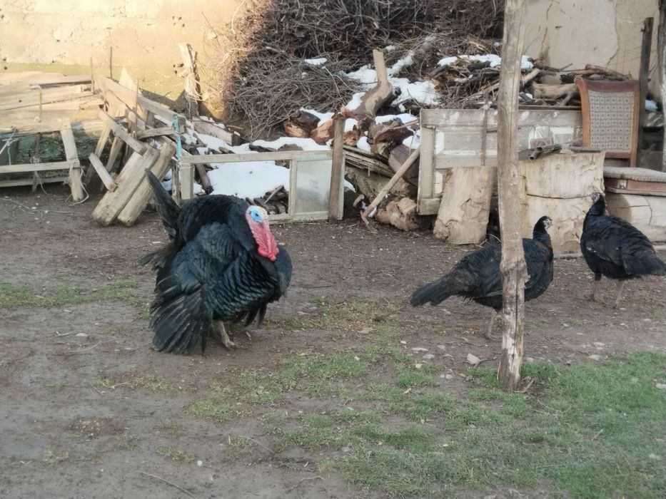 Үндык сатылады ек Мекен мен