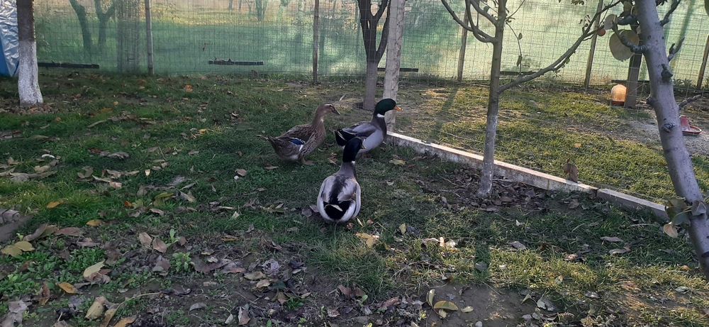 Vand rate si ratoi  Rouene