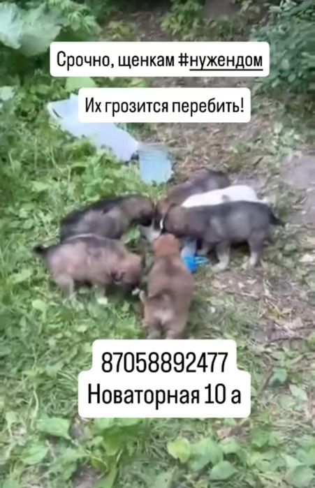 Приобретите маленького друга