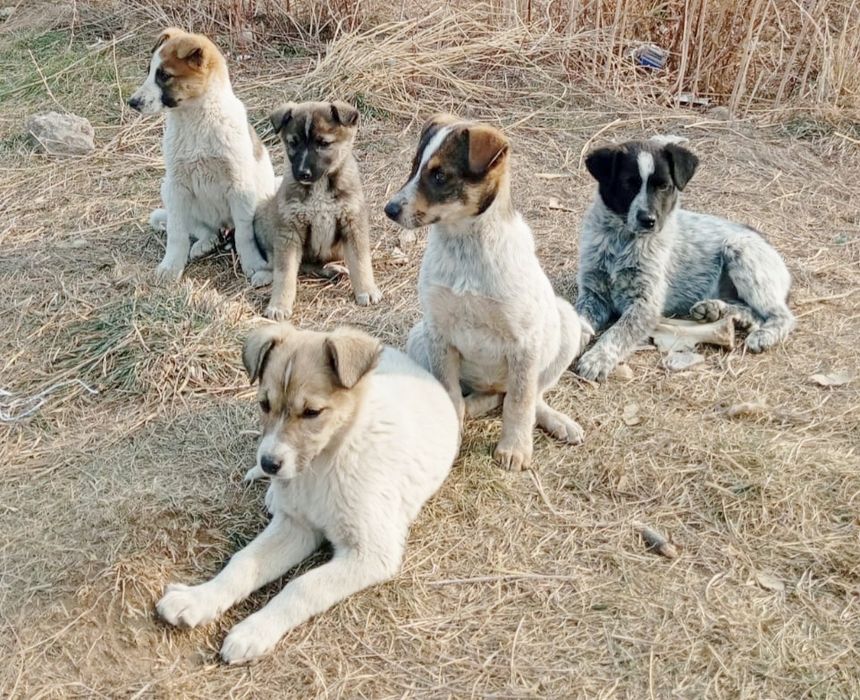 Дворянины щенки,выбор большой