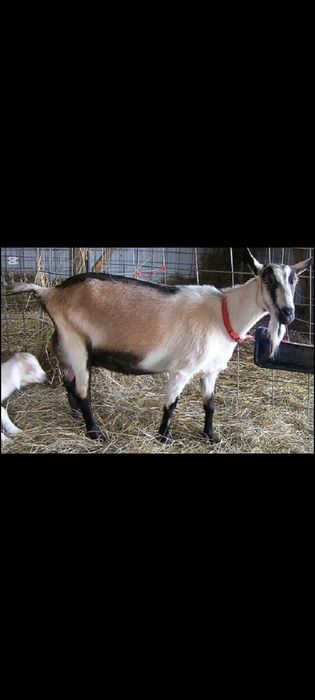 Ассалаумағалеикум ешкі сүті сатылады