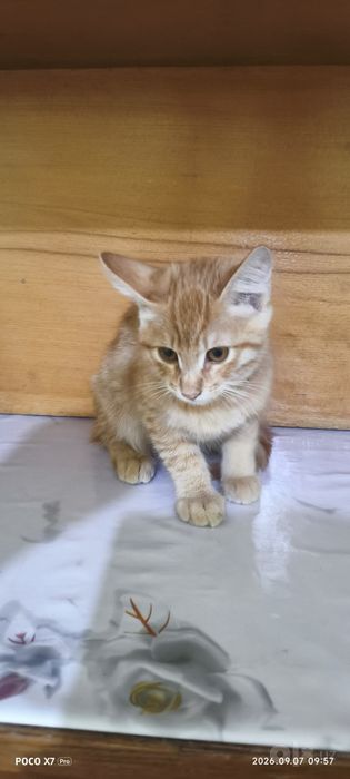 Mushuk 3 oylik oʻgʻil