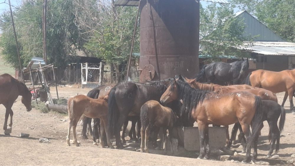 Бие 200 бас сатылады