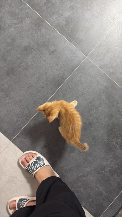 Котенок мальчик в добрые руки 3 месяца