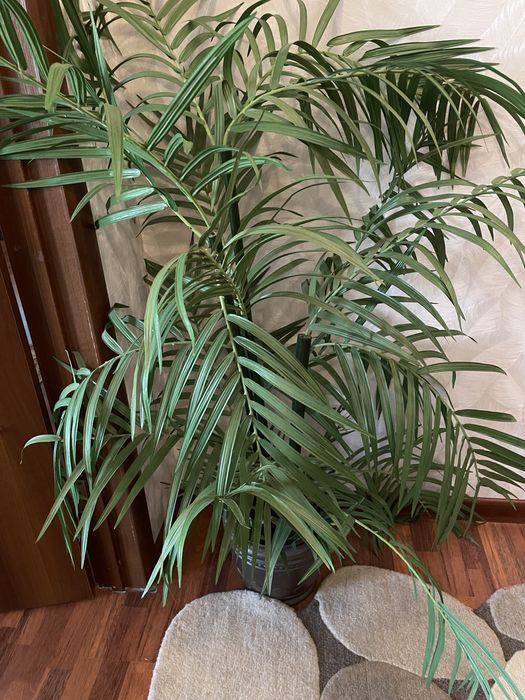 Пальма в вазе