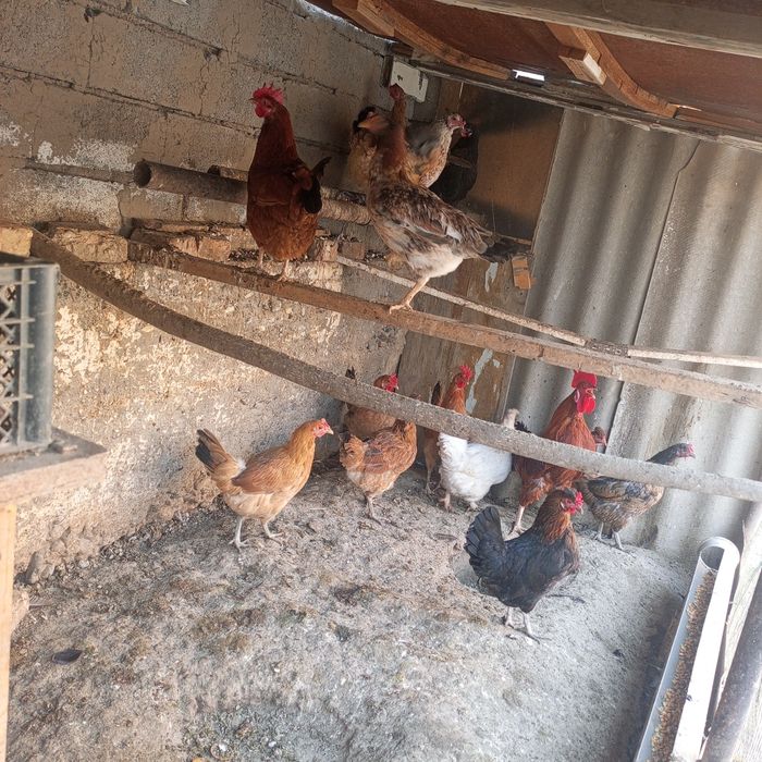 Xuroz tovuqlar sotiladi