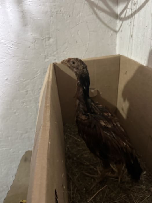 Продаётся молодые петушки дакан