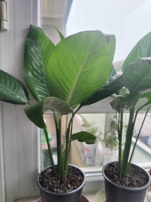 Продавам цветя Спатифилум - големи, преди пролетен цъфтеж