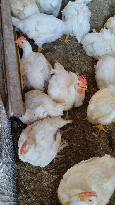 Срочно продаются куры несушки Леггорн (белые)