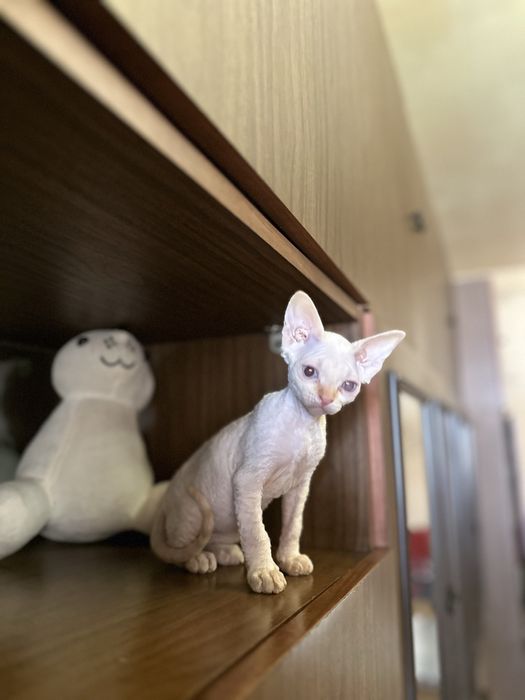 Продаются котята сфинксы