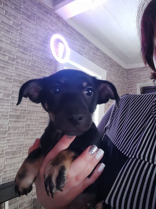 Щенок таксы ,  в добрые руки