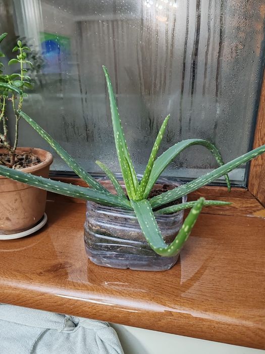Продам алое вера