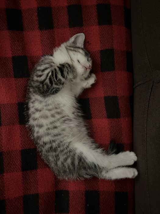 отдам котенка бесплатно
