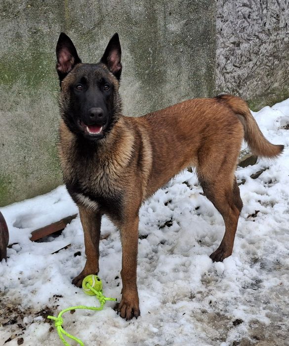 Ciobănesc belgian malinois