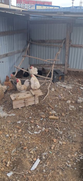 Тауық , қораз сатылады