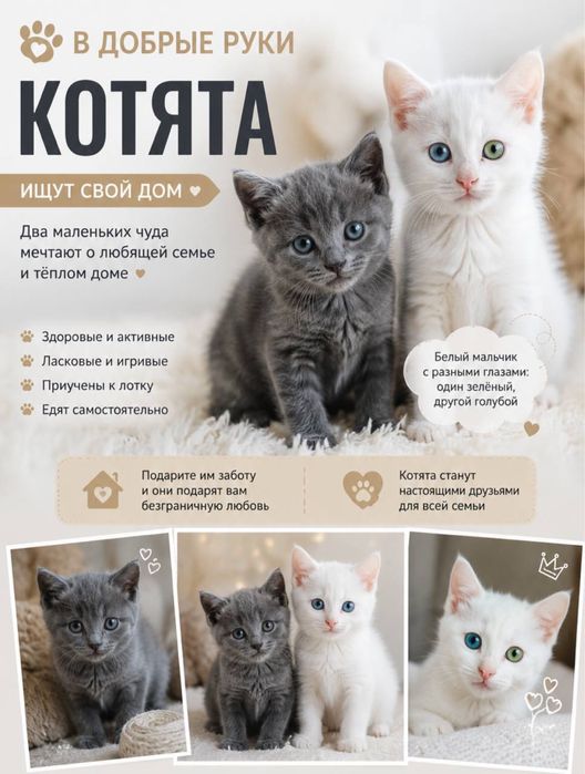 Котята красивые mushukchalar