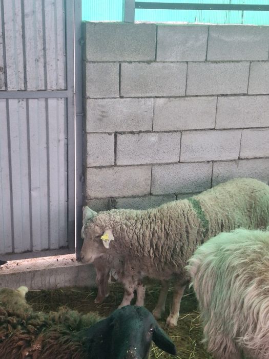 Продам овцу   с ягненком